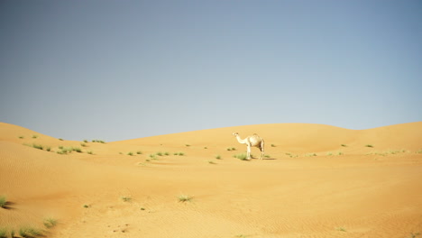 fotografía panorámica de un camello en el desierto de wahiba sands en omán