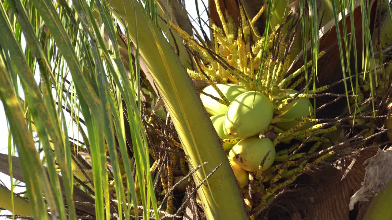 frutas de coco amarillas en los árboles.