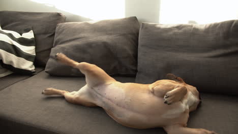 french bulldog wiggling while lying on its back in the sofa