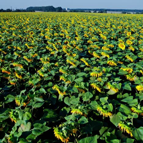 un vasto campo de girasoles