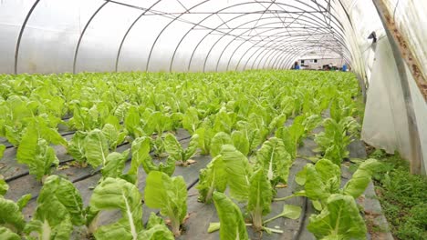 Plantación-De-Lechuga-Verde-Ecológica,-Orgánica-Y-Sostenible,-Dentro-De-Un-Invernadero-Libre-De-Pesticidas