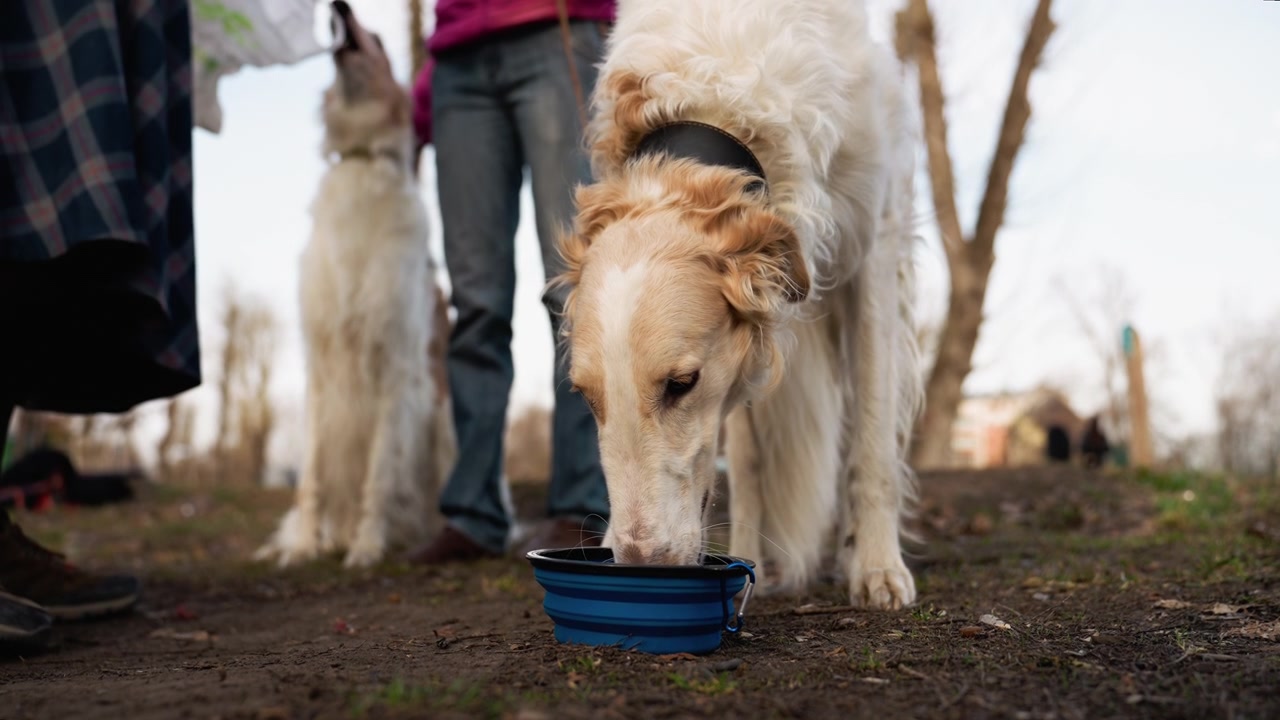 Hund trinkt Wasser aus einem faltbaren Napf im Freien, mit einem weiteren Hund und Menschen in der Nähe. Die Szene zeigt das Hauptmotiv, das sich auf das Trinken konzentriert, während die Hintergrundelemente...