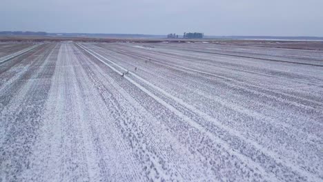 Luftaufnahme-Der-Europäischen-Rehgruppe-Aus-Der-Vogelperspektive,-Die-Auf-Dem-Schneebedeckten-Landwirtschaftlichen-Feld-Läuft,-Bewölkter-Wintertag,-Weitwinkeldrohnenaufnahme,-Die-Sich-Vorwärts-Bewegt