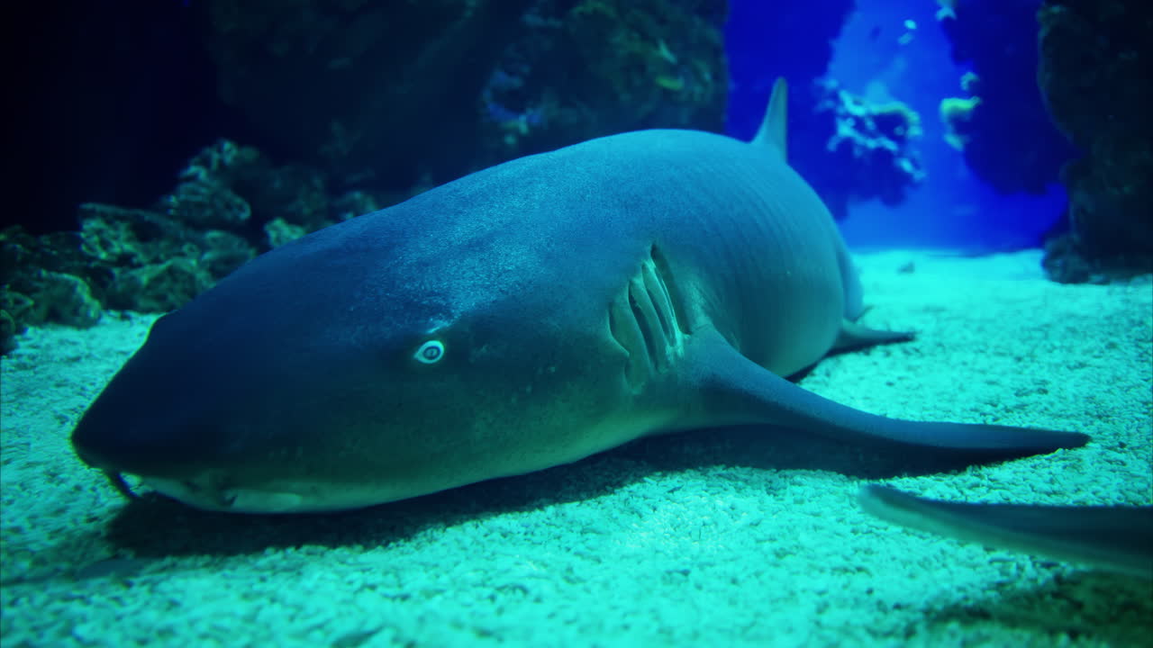 Close up of Rhinobatos fish and a Nurse shark in the water