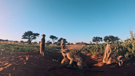 close-up of a group of cute meerkats grooming each other in the red sand of the kalahari desert