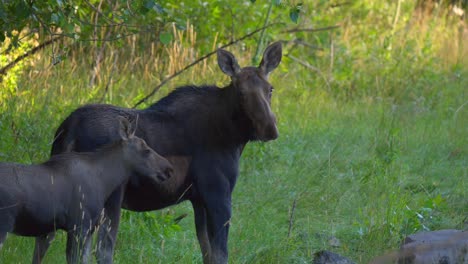 mom and calf moose on the side of the road in island park, idaho, usa