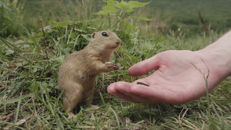 feeding-groundhog-shot-with-wide-angle-lens