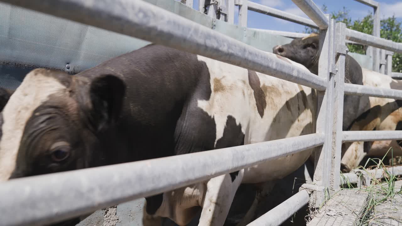 Beef holstein cows walking through steel livestock loading ramp chute cattle loader, close up