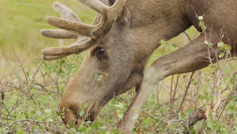 A moose with velvet antlers feeds on leafy shrubs in a grassy, fenced enclosure under soft natural daylight. Camera remains steady with close-up framing