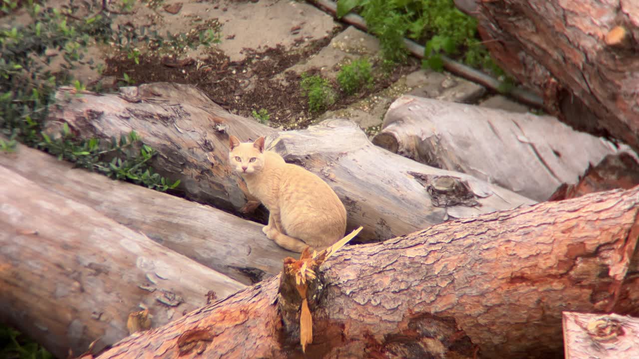 Pale ginger cat sitting calmly on a pile of logs in a windy outdoor setting, embodying a serene and natural atmosphere amidst the beauty of the surrounding environment