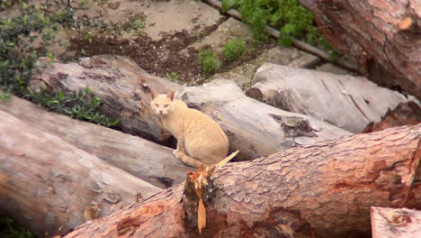Pale ginger cat sitting calmly on a pile of logs in a windy outdoor setting, embodying a serene and natural atmosphere amidst the beauty of the surrounding environment