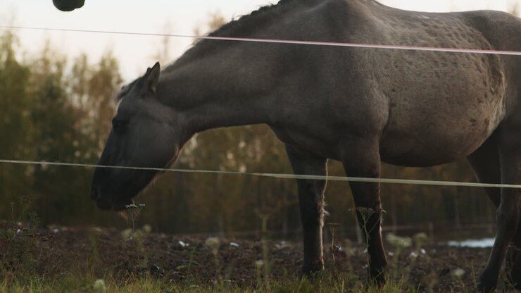 Horses outdoors at sunset