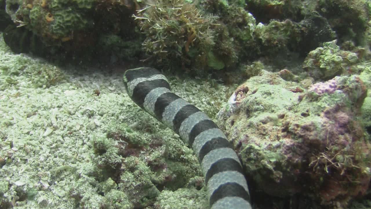 cabeza de krait de mar con bandas grandes escaneando arrecifes de coral en busca de presas, deslizándose sobre fondo arenoso, la cámara sigue el movimiento de la serpiente