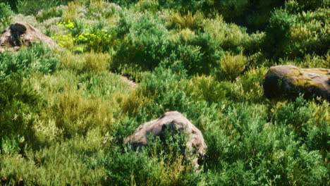 solid rock in the middle of green ground