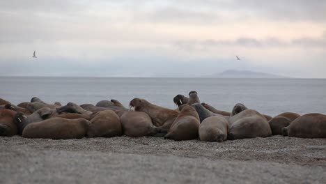 a group of walruses lying on a beach together while two raise their heads and birds flying around above them