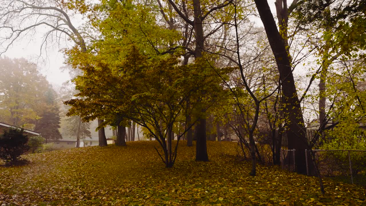 A dogwood tree in the middle of its transition from Bloom to Death in the middle of Autumn