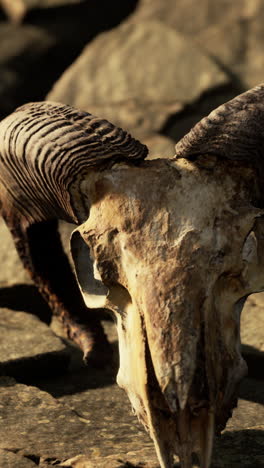 close-up of an old animal skull on rocks