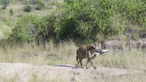 spotted hyena (crocuta crocuta) walking with a bone in it's mouth, kruger n.p. south-africa