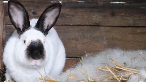 the face of a decorative bunny with black ears and nose. the concept is a symbol of the catholic happy easter holiday