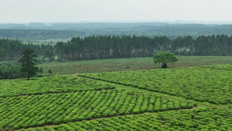 Drohnen-Luftaufnahme-Von-Nachhaltigem-Ackerland,-Yerba-Mate-Pflanzenanbau-Mit-Waldhintergrund,-Landwirtschaftsindustrie,-Santa-María-Misiones,-Argentinien,-Südamerika