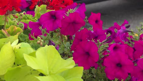 red garden petunias in portland, maine