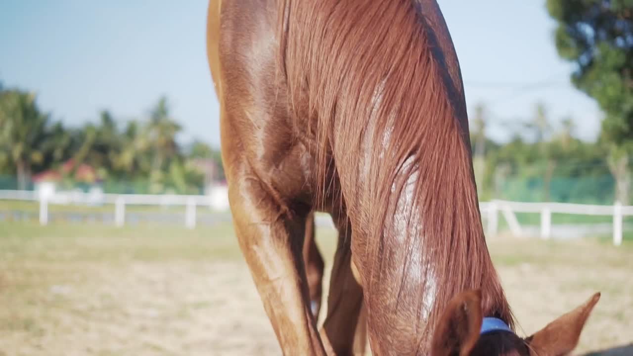 Plano en contrapicado medio con paneo ascendente de un caballo marrón claro comiendo hierba en un potrero en un día soleado