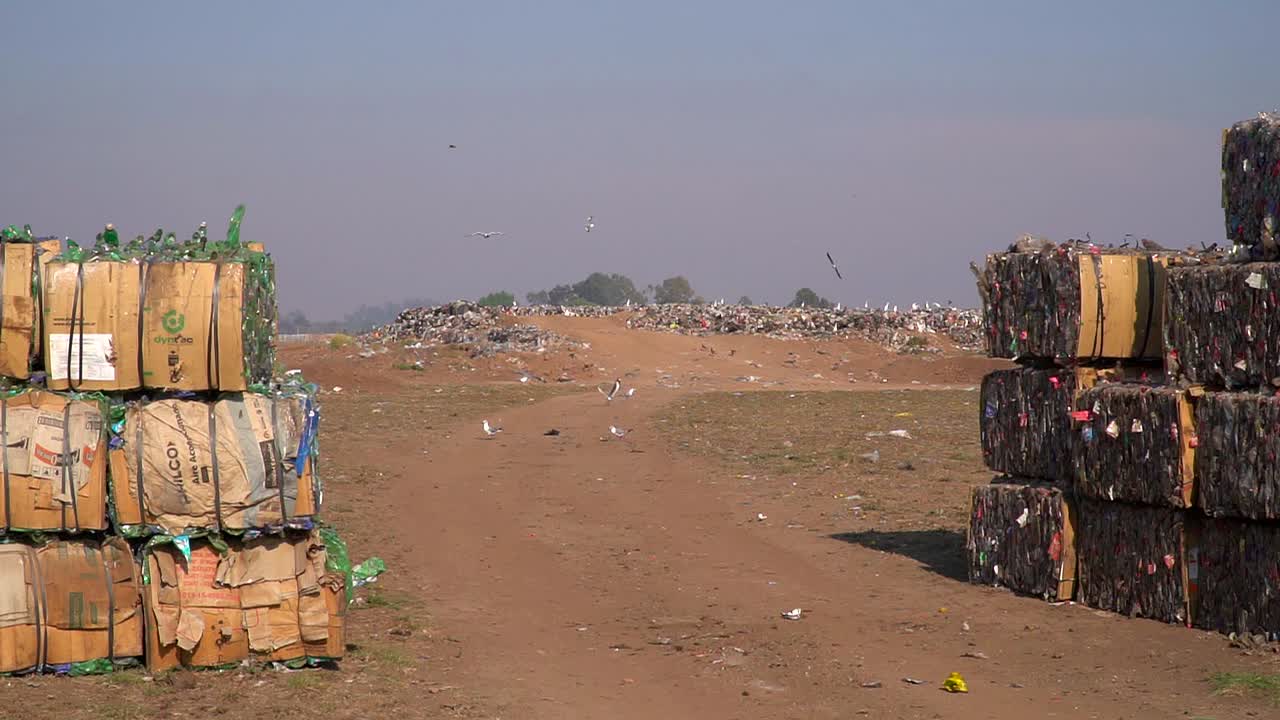 los pájaros sobrevuelan un vertedero entre cubos de basura compactada listos para reciclar