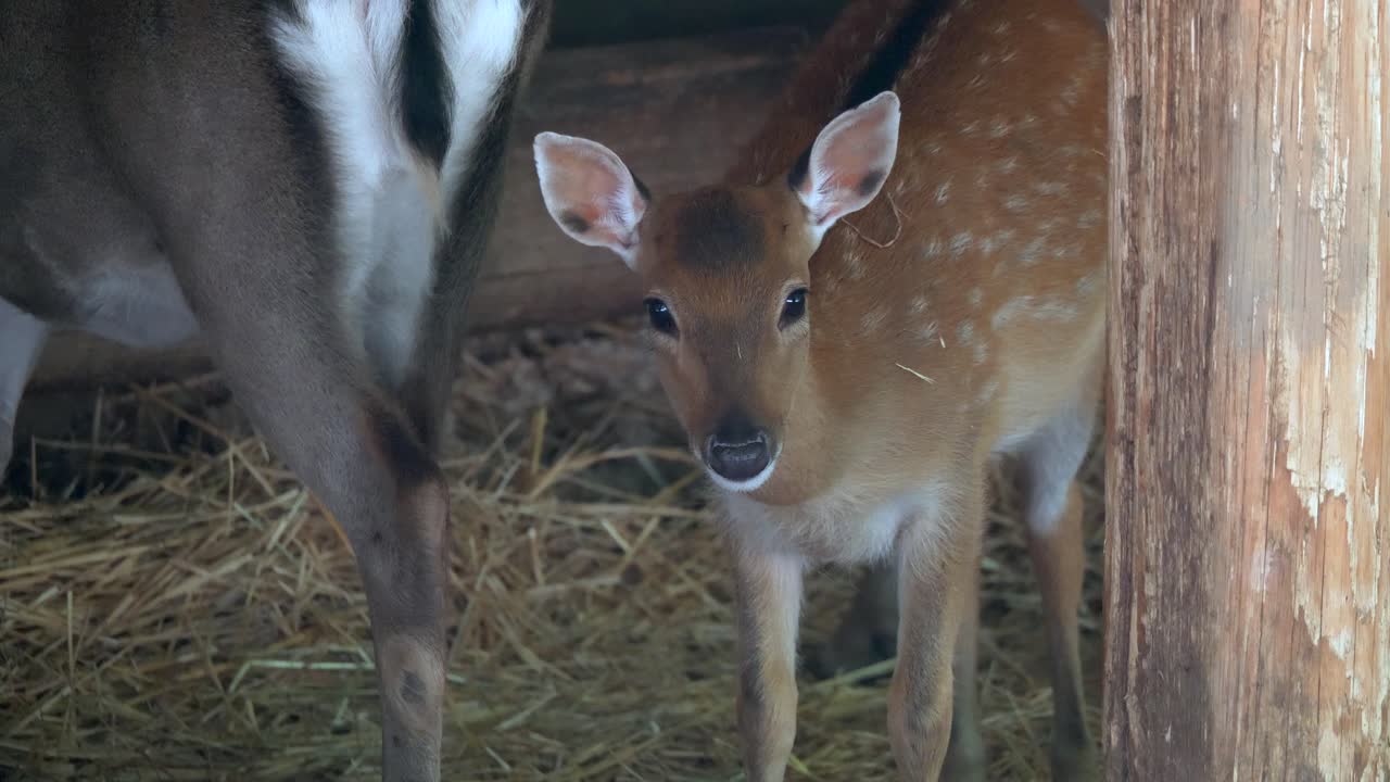 Bambi rådyrkalv med brun pels og hvite prikker spiser mat i en låve med høy om dagen.