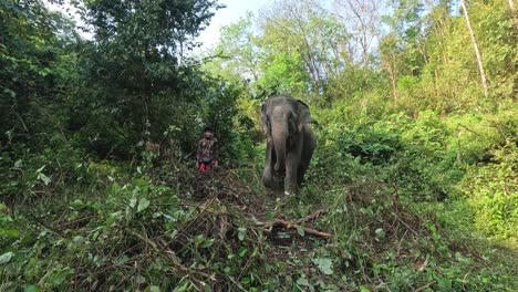 an elephant moves through lush greenery.