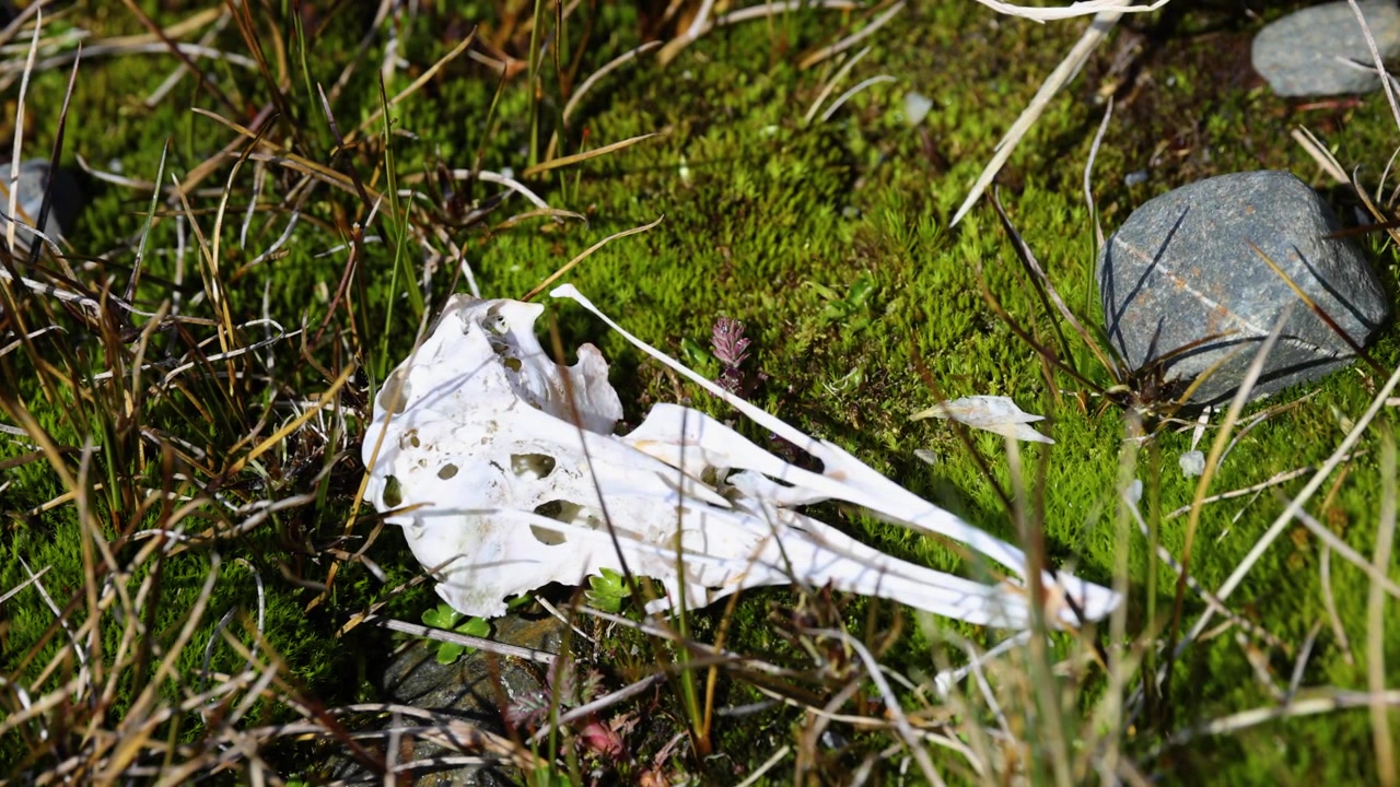 Bird skull resting on moss tundra in South Georgia, subantarctic islands, static top down wildlife remains shot showing natural decomposition in polar ecosystem.