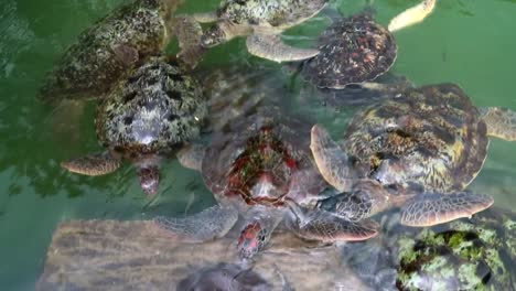 group of big green sea turtles swimming together in the same area of a swamp