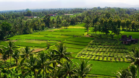 Tropical-agricultural-plantation-in-Bali-with-papaya-trees-and-palms