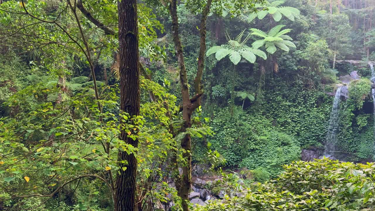 Lush Tropical Forest with Waterfall