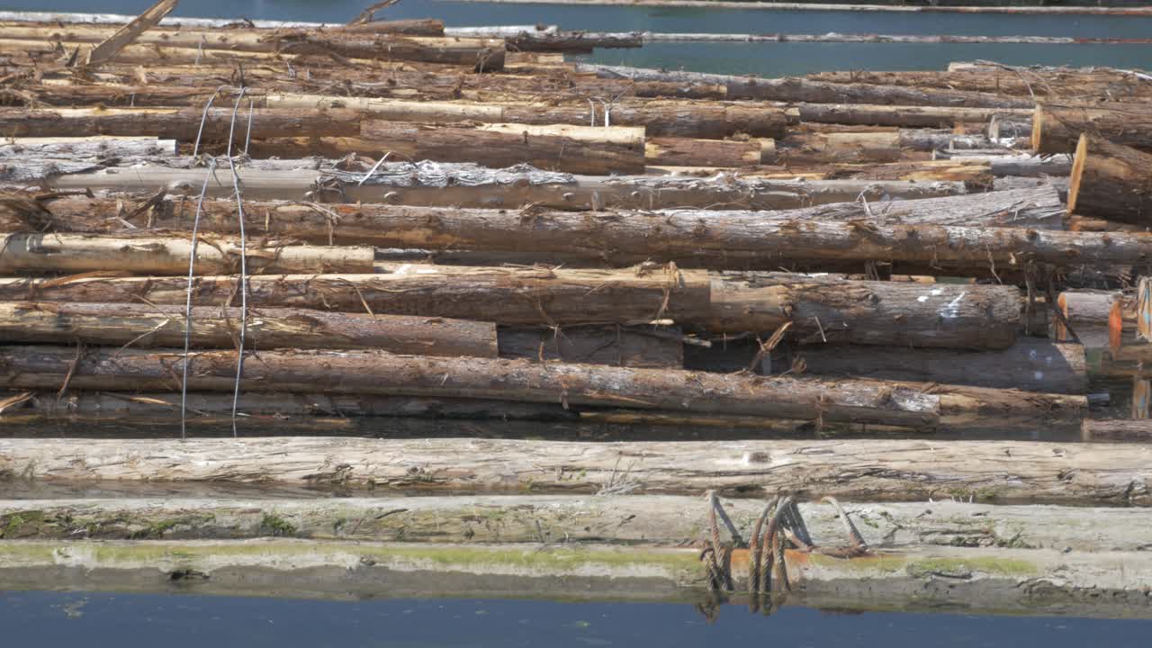 Logs floating in water for timber