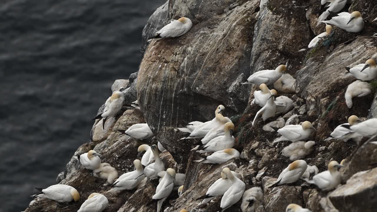 Slow motion closeup of northern gannets resting and grooming on a high coastal cliff. Ocean visible in background as birds move calmly in the breeze