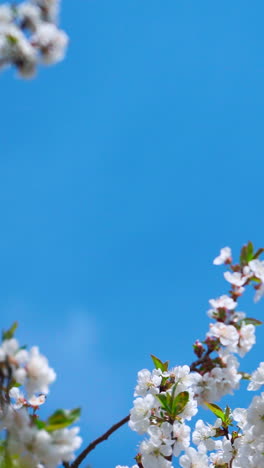 blossom apple tree against blue sky background. beautiful branches with white flowers. empty space. vertical video