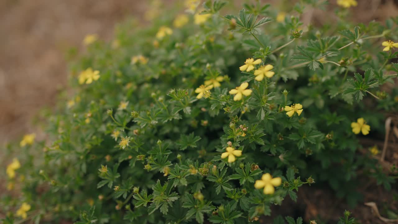 Close-up of lush green foliage with small vibrant yellow flowers, signaling late summer bloom