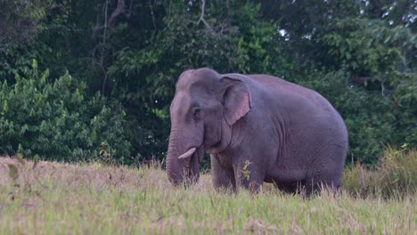 Visto-Usando-Su-Trompa-Para-Llevar-Comida-A-Su-Boca-Mientras-Mira-Hacia-La-Izquierda,-Luego-Avanza-Y-Agita-Sus-Orejas,-Elefante-Indio-Elephas-Maximus-Indicus,-Tailandia