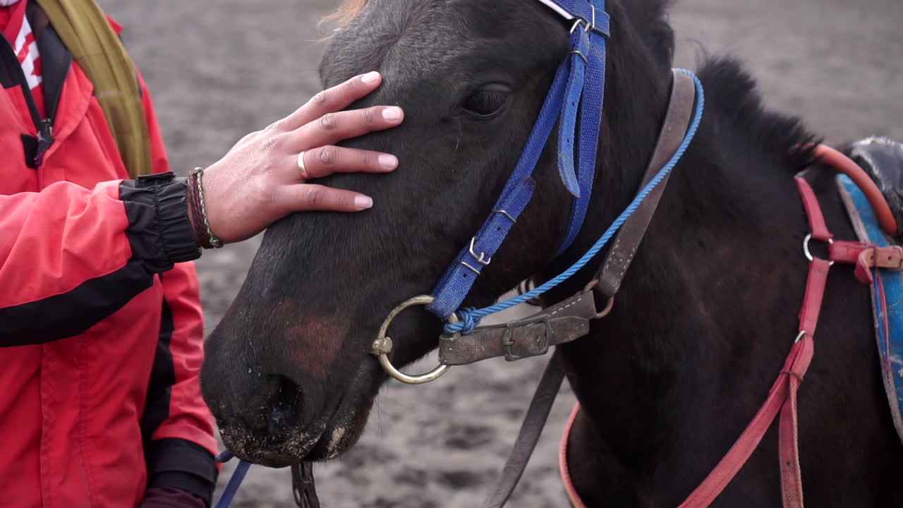 un hombre cepillando un caballo en mt