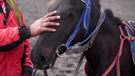 a man brushing a horse in mt