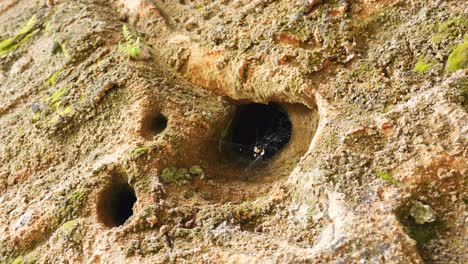 Close-up-view-at-sandstone-cave-wall-with-three-holes-and-spider-web