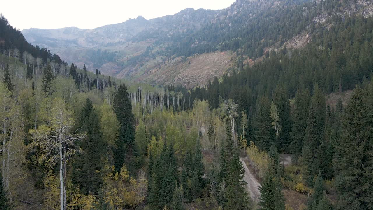 el hermoso y pacífico paisaje de un bosque en el parque estatal de montaña wasatch en utah, ee.uu. - toma aérea