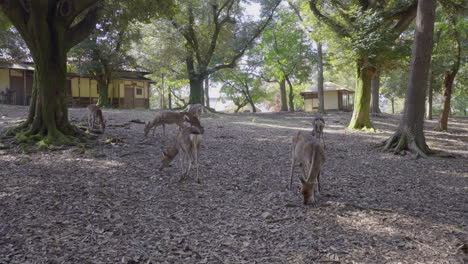 The-deer-of-Nara,-Japan,-are-raised-in-the-wild-and-hundreds-of-them-can-be-seen-walking-through-the-streets,-a-group-rests-under-the-shade-of-the-trees-while-they-look-for-food-on-the-ground