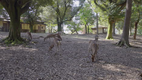 the deer of nara, japan, are raised in the wild and hundreds of them can be seen walking through the streets, a group rests under the shade of the trees while they look for food on the ground