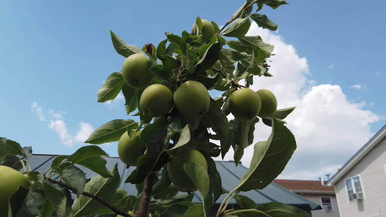 Apple tree in back yard in queens new york wih sky back ground 