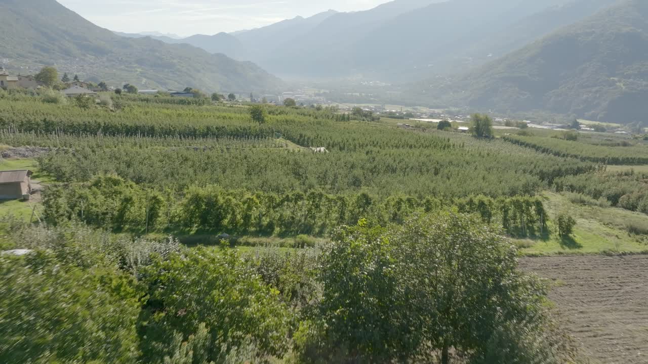 Valtellina, Italy , apple cultivation fields