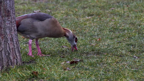 Ganso-Egipcio-Buscando-Comida-Y-Picoteando-En-La-Hierba,-Parque-De-Praga