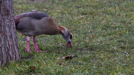 egyptian goose looking for food and pecking in the grass,prague park
