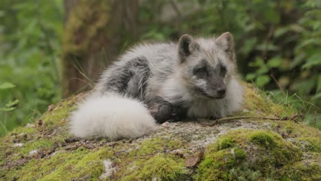 arctic fox (vulpes lagopus) also known as the white fox, polar fox, or snow fox. lives in to the arctic regions of the northern hemisphere and common throughout the arctic tundra.