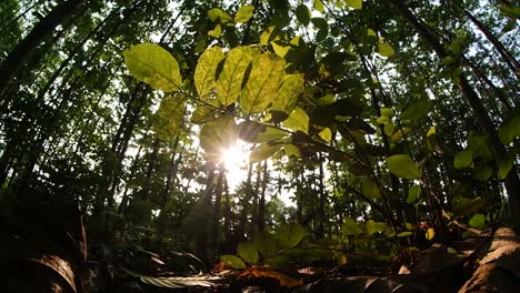 La-Luz-Del-Sol-Penetra-En-Los-árboles-Con-Hojas-Verdes-En-Primer-Plano